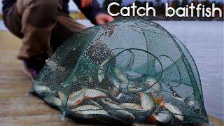 Catch More BAITFISH with This Easy Method - Fast and Cheap £4 Bait