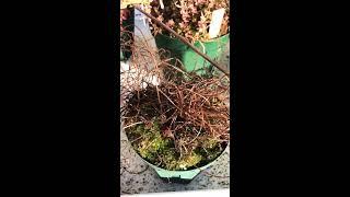 【食虫植物】おやすみイトバモウセンゴケ