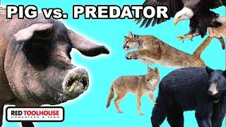 Are PREDATORS an Issue for PASTURED PIGS??