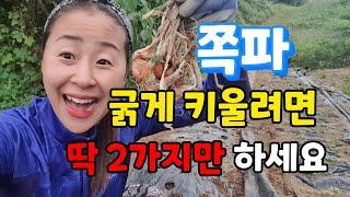 쪽파 2가지만 하면 굵게 키워요. 쪽파심는 시기와 방법