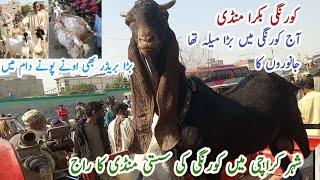 korngi bakra mandi latest update in cheapest goat market