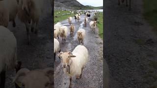 Sheep Sound  | SHEEP #shorts