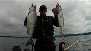 South Puget sound area 13 Blackmouth morning limit.