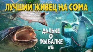 Лучший живец на сома | #Дальке о рыбалке 5