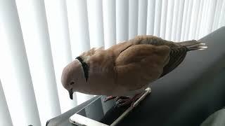 Pet dove Skippy bow cooing on the phone and cooing to me