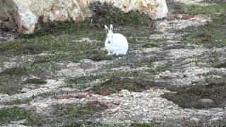 Arctic Foxes and Arctic Hares on Ellesmere Island