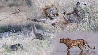 LIONS hunt WATERBUCK as LEOPARD watches!