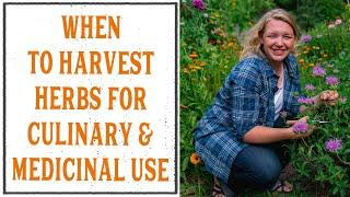 WHEN & HOW TO HARVEST HERBS FOR MEDICINAL USES