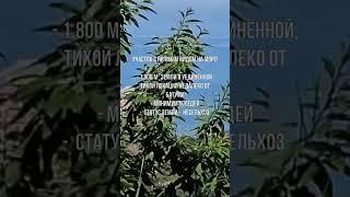 Участок с прямым видом на море в Грузии | Plot with direct sea view in Georgia