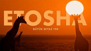 Etosha: Büyük Beyaz Yer | Namibya Günlükleri