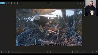 Eagle cam nests and BENW nests updates- Nesting Eagles Podcast episode 8