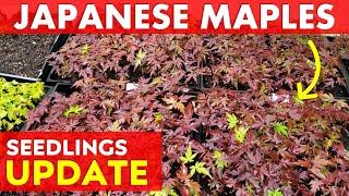 Japanese Maple Tree Seedlings Update 2024 + What Soil Mix Do I Use?