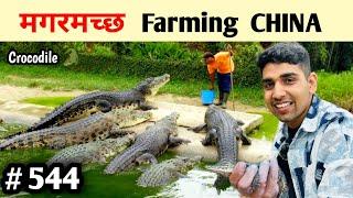 Crocodile farming China