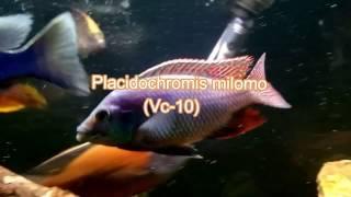 Vc-10 (milomo) and Fusco cichlid