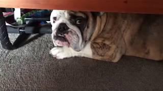 Reuben the Bulldog: The Monster Under the Bed