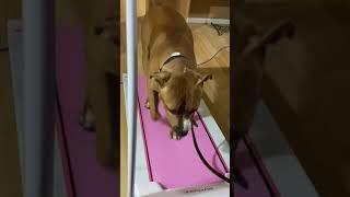 Mesa  dog training k9katelynn.com teaches alistair (Pittbul mix) how to walk/ run on the treadmill!