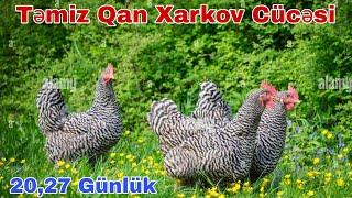 Təmiz Qan Xarkov Cücəsi 27 Günlük