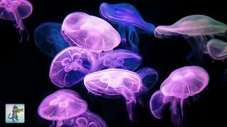 Calming Jellyfish Aquarium ~ Relaxing Music for Sleep & Stress Relief