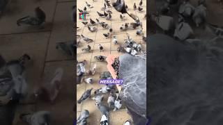 Why Pigeons Always Find Their Way Home — The Psychology of Navigation #shorts #facts