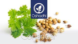 Coriander (Coriandrum sativum) | Essential-Oil-Plant Portrait by Dr. Malte Hozzel