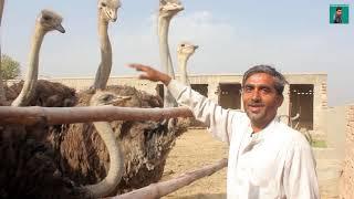 Ostrich Farming In Pakistan - How to Start Ostrich Farming - Ostrich Farm House