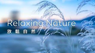 放鬆音樂Relaxing Music｜白絮紛飛，柔和靜謐，帶來一片淡雅的意境