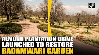 J&K: Govt launches almond plantation drive to restore Srinagar’s historic Badamwari Garden