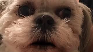 Reviews by Puppy | PuppySimply