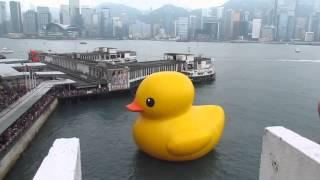 Rubber Duck in hong kong 香港尖沙嘴維港巨鴨