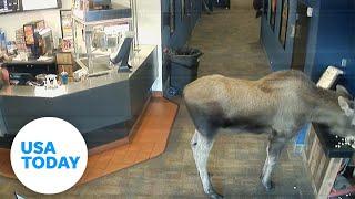 Wandering moose in Alaska sneaks into theater for movies and popcorn | USA TODAY