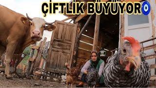 DAMIZLIK YENİ İNEK ALDIK//ELLERİMLE YEM VERDİM TAVUKLARDA BANA 1 SEPET YUMURTA VERDİ