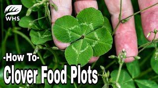 #1 Clover Food Plot Planting Tip