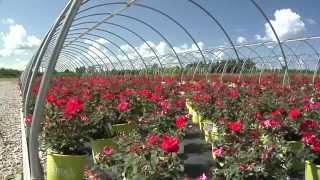 Ag Careers - Nursery Business / Tyler Kluck, Kluck Nursery Inc