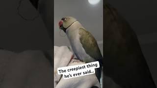 The creepiest thing he’s ever said…  #halloween #talkingbird #talkingparrot #creepy #spooky