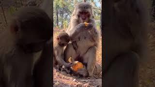 Cute baby monkey, funny monkey, Chinese monkey SY42