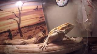 DREAMS BECOME REAL by Kevin  MacLeod - Bearded DRAGON's Dream