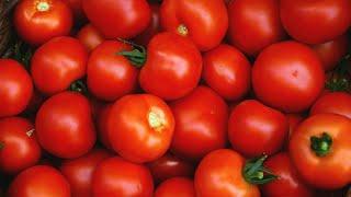 Reasons Why You Should Not Eat Tomatoes Every Day | Disadvantages of Every Day Tomatoes