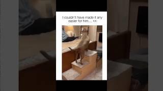 Dogs being idiots part 150 | Funny dogs compilation #funnydog #funnypet #cutedog #dog #dogsworld