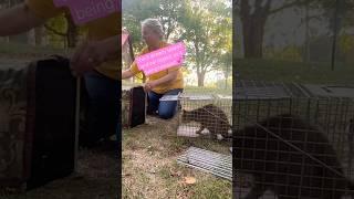 Released from the live trap! #cat #catlover #tnr