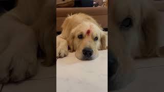#love #timo #dog #goldenretriever #trending #viral #reels #shorts #short