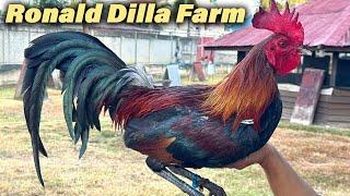 Ronald Dilla Farm Breeding Season Beautiful Birds