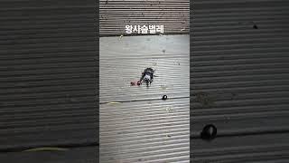 왕사슴벌레 #여행 #생각명료화전문가김일교수 #인생은행복해 #자연의힘 #곤충