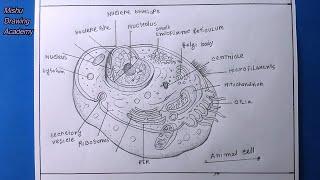 How TO Draw animal cell easy/animal cell drawing