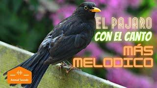  Mirlo Cantando  [MIRLO COMÚN] ¡Mirlo Sonido! Turdus Merula