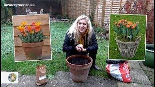 How to plant Tulips (bulbs) in a pot or container - FarmerGracy.co.uk