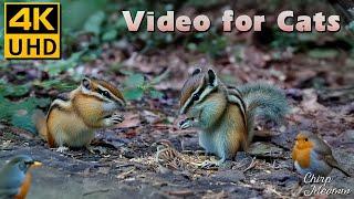 Cat TV for Cats to Watch: Fall Fun with Chipmunks,Squirrels, Birds for Cats to Watch  4K