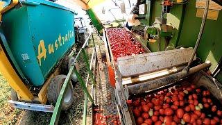 #raccolta dei #Pomodori meccanizzata #campagna Cremonese #agricoltura #italytravel