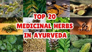 20 Best Medicinal Plants and Their Uses in Ayurveda