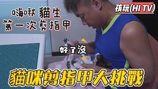 [小貓剪指甲三招教學/小猫剪指甲三招教学] 從零開始-小貓的日常基本照顧-剪指甲篇,貓咪指甲該怎麼剪?小貓嗨啾貓生第一次剪指甲大挑戰,能順利成功嗎?~貓飼養須知/寵物互動/親子互動/生態教育