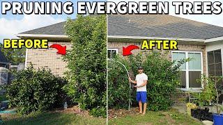 How To Prune EVERGREEN Fruit Trees For Small Size And Maximum Production